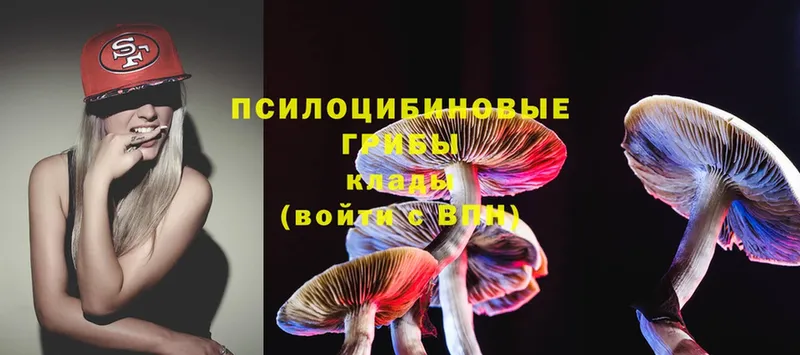 купить   Минусинск  Псилоцибиновые грибы Psilocybe 